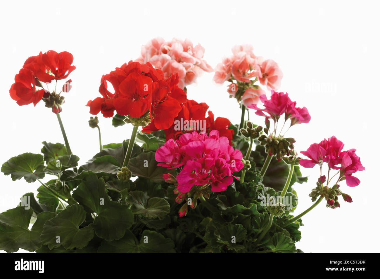 Geranio fiori (Pelargonium) Foto Stock