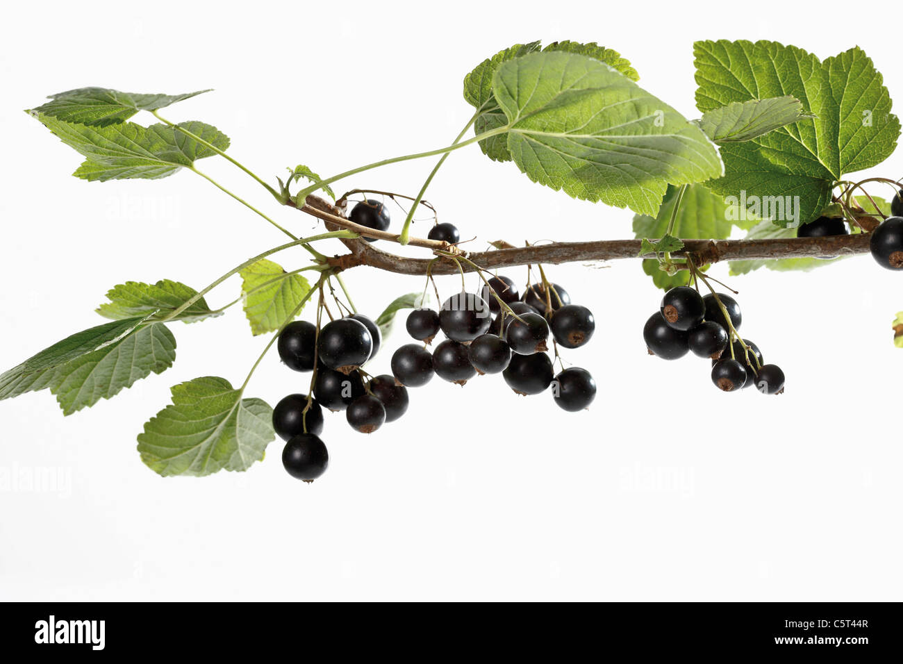 Ribes nero (Ribes nigrum) sul ramo Foto Stock