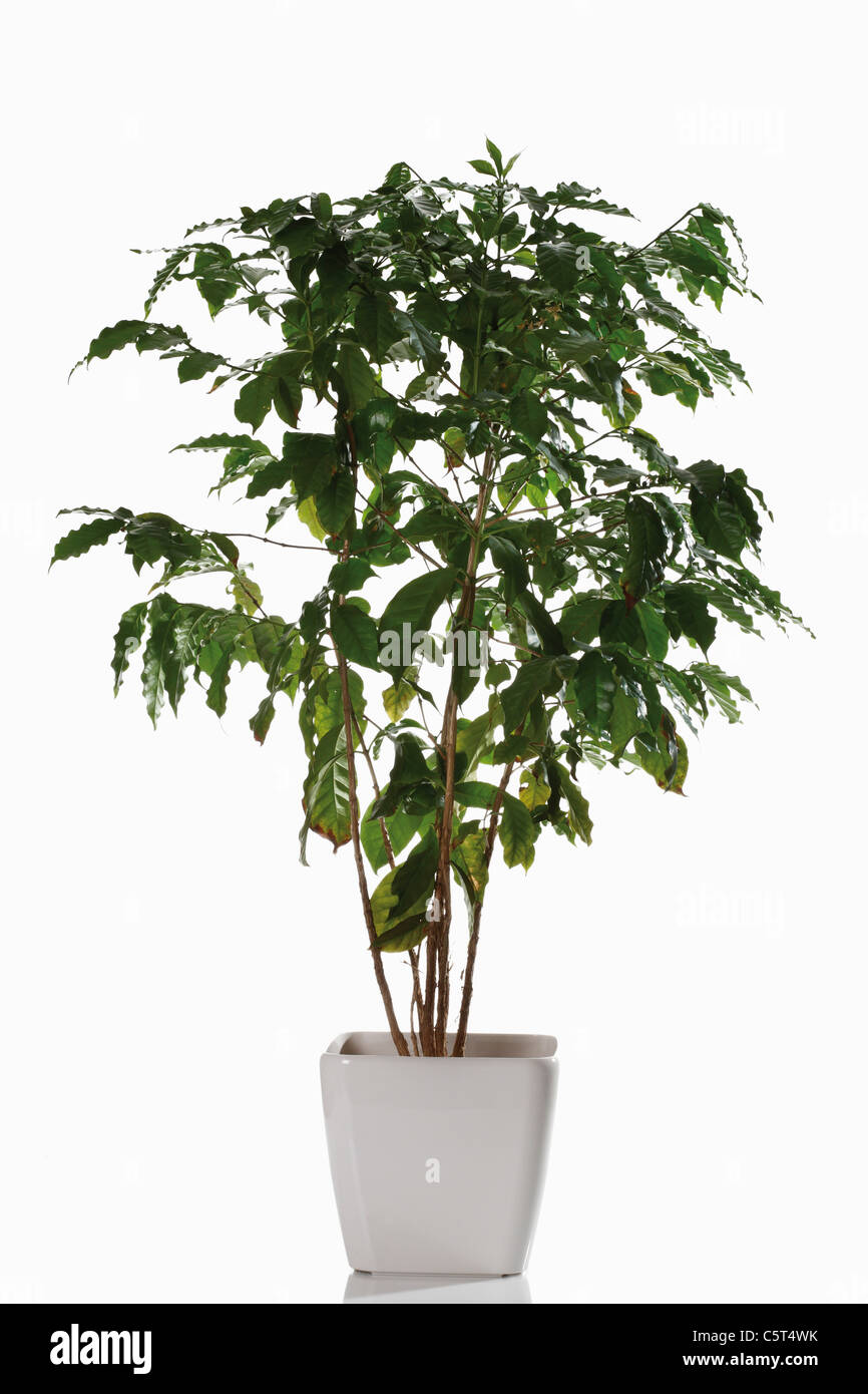 La pianta del caffè (Coffea arabica) nel vaso di fiori Foto stock - Alamy