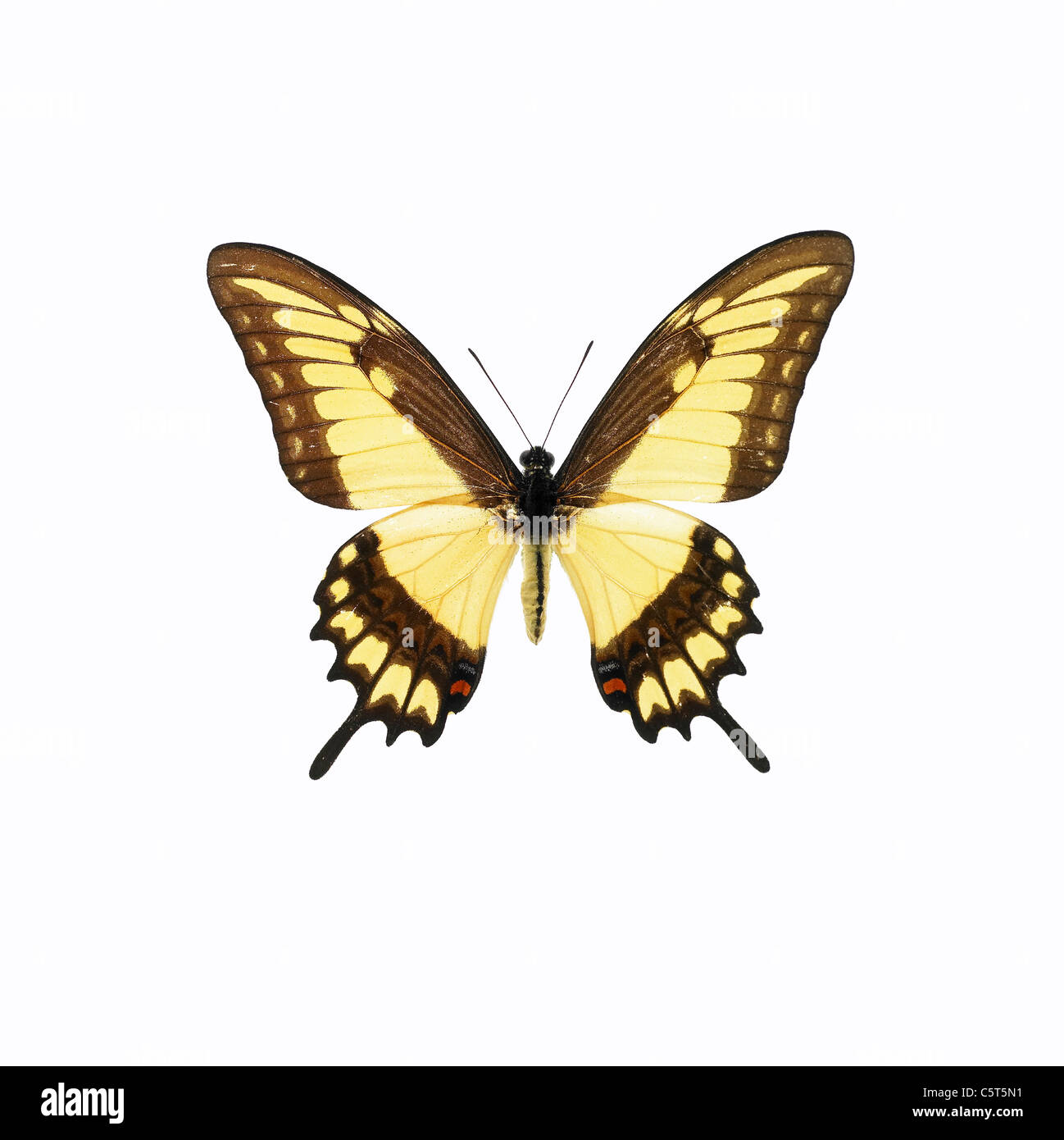 Una farfalla Foto Stock