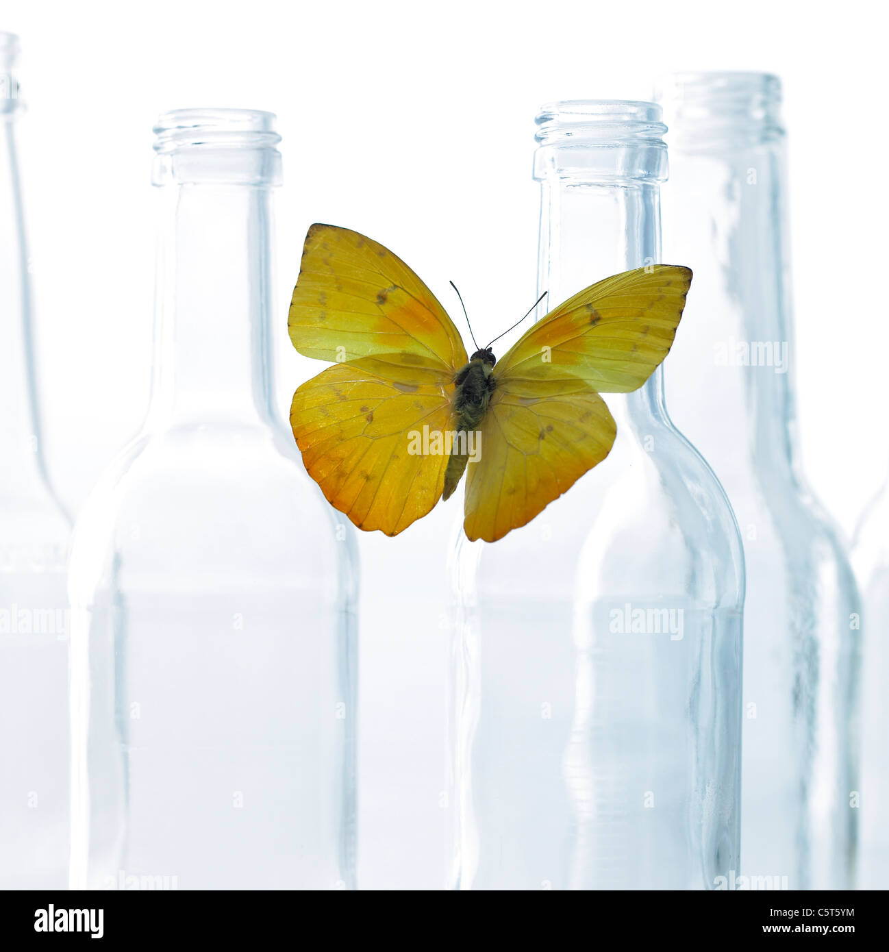 Una farfalla con le bottiglie di vetro Foto Stock