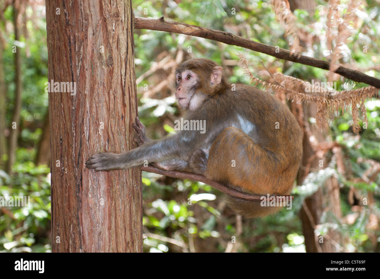 Macaco Rhesus Foto Stock