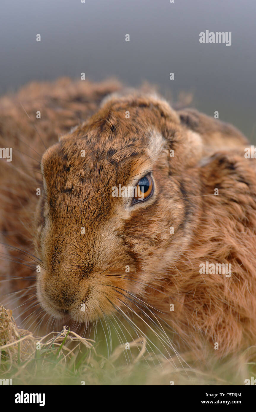 BROWN lepre Lepus europaeus Close up ritratto di un adulto fidandosi di riposo in un campo. Marzo. Derbyshire, Regno Unito Foto Stock