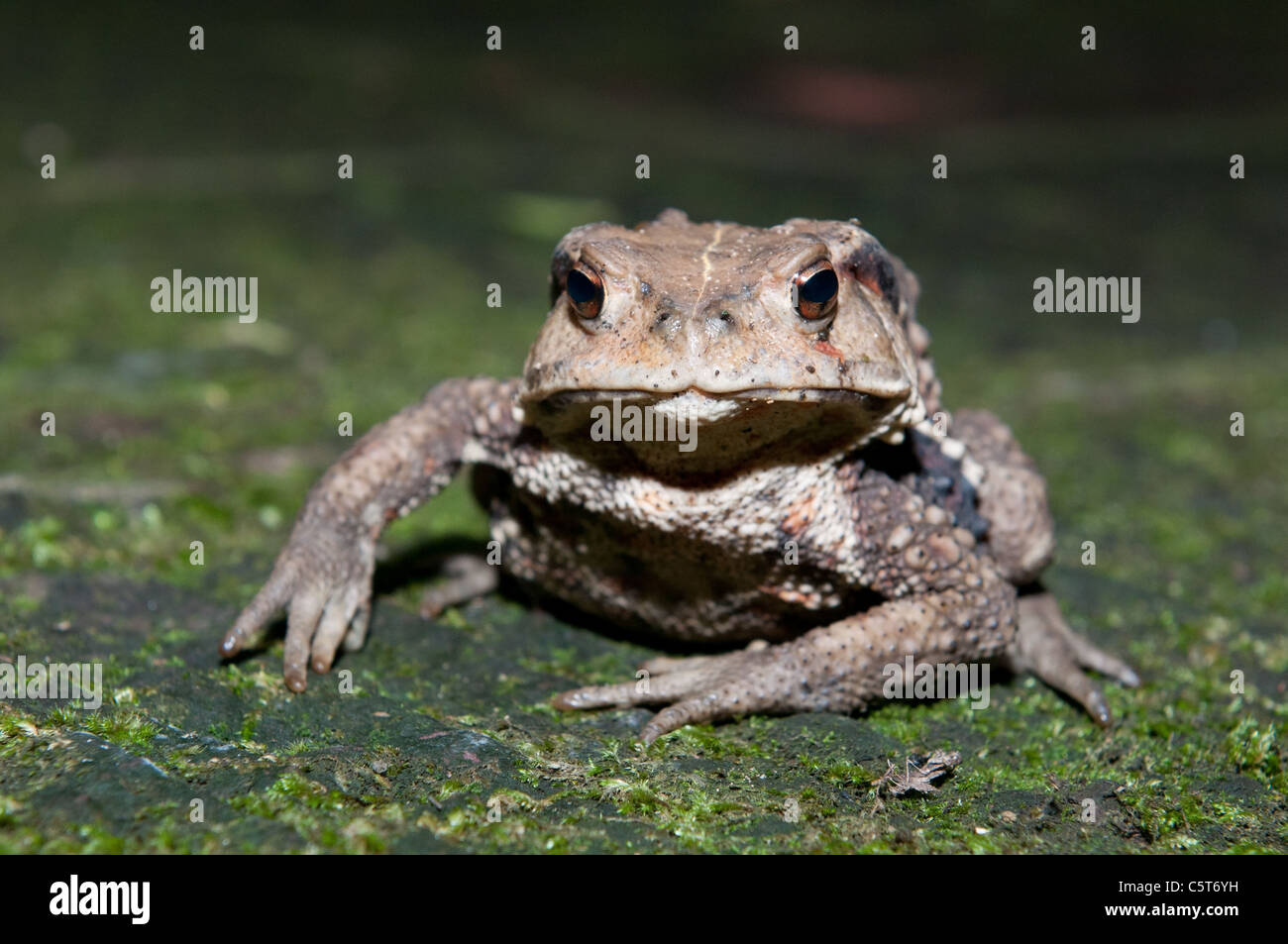 Anura rospo immagini e fotografie stock ad alta risoluzione - Alamy