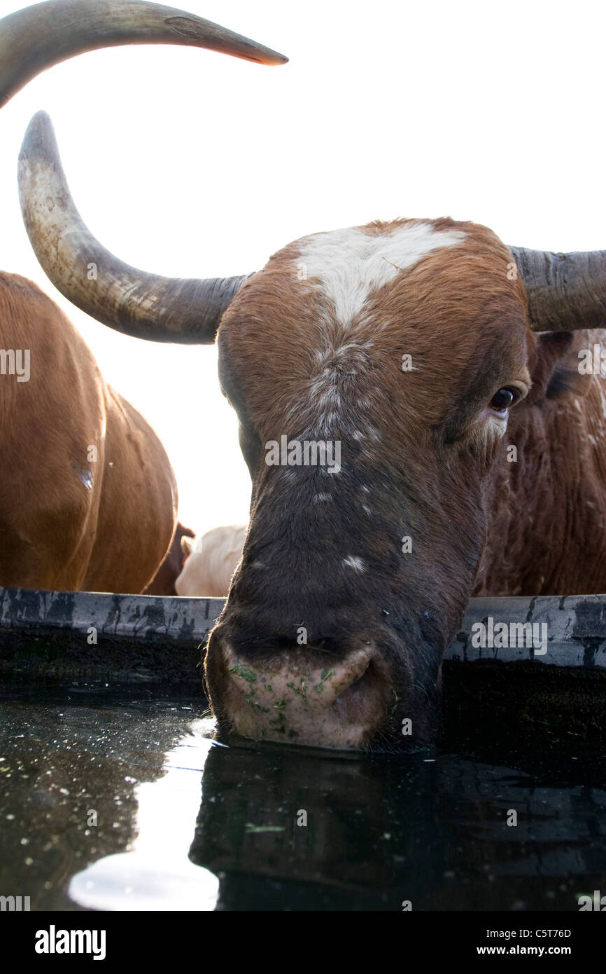 Stati Uniti d'America, Texas, Dallas, Texas Longhorn Vacca (Bos taurus) Foto Stock