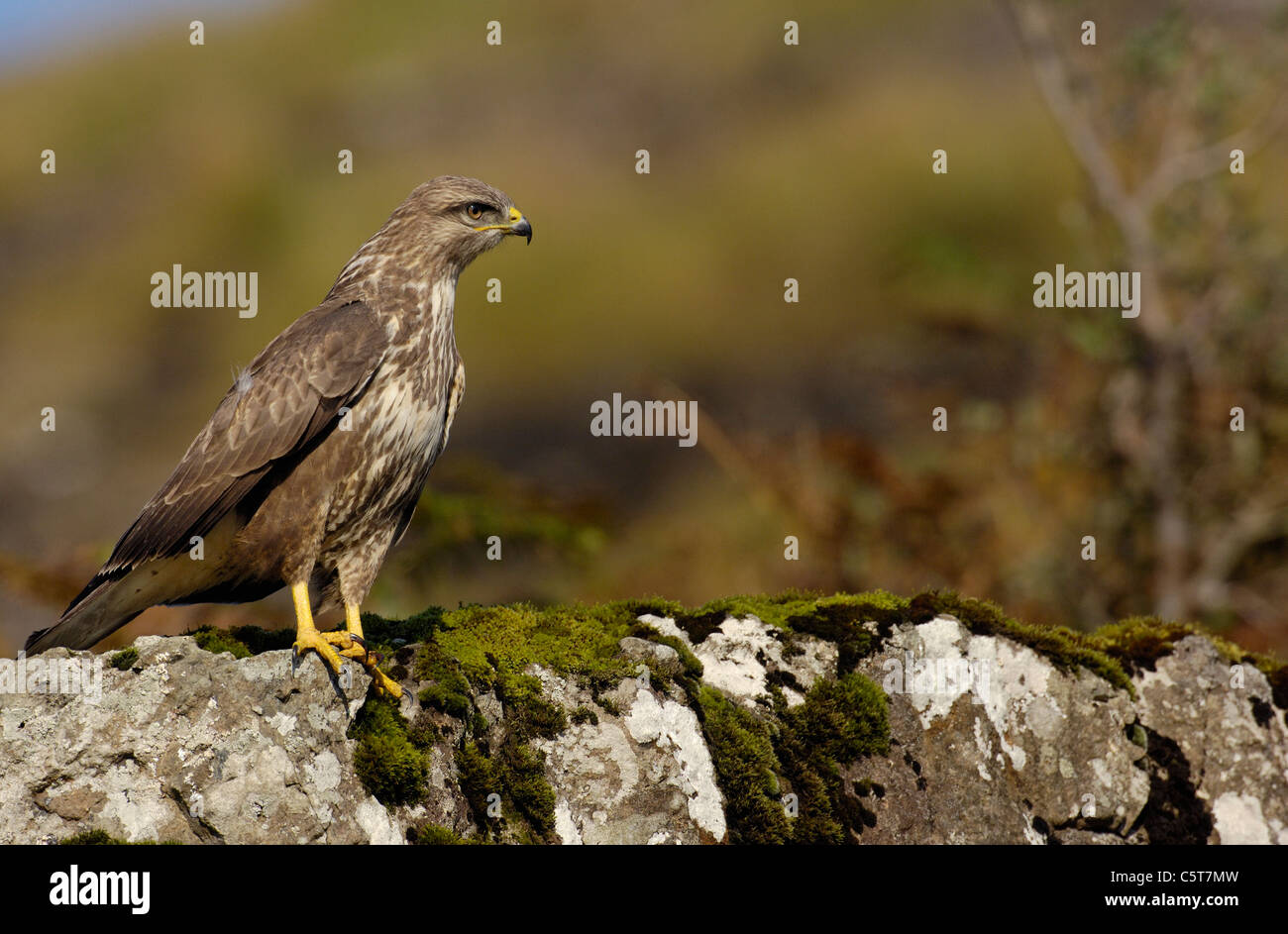 La poiana Buteo buteo un adulto arroccata su una roccia a bordo strada in bright sole d'inverno. Ottobre. Isle of Mull, Scotland, Regno Unito. Foto Stock