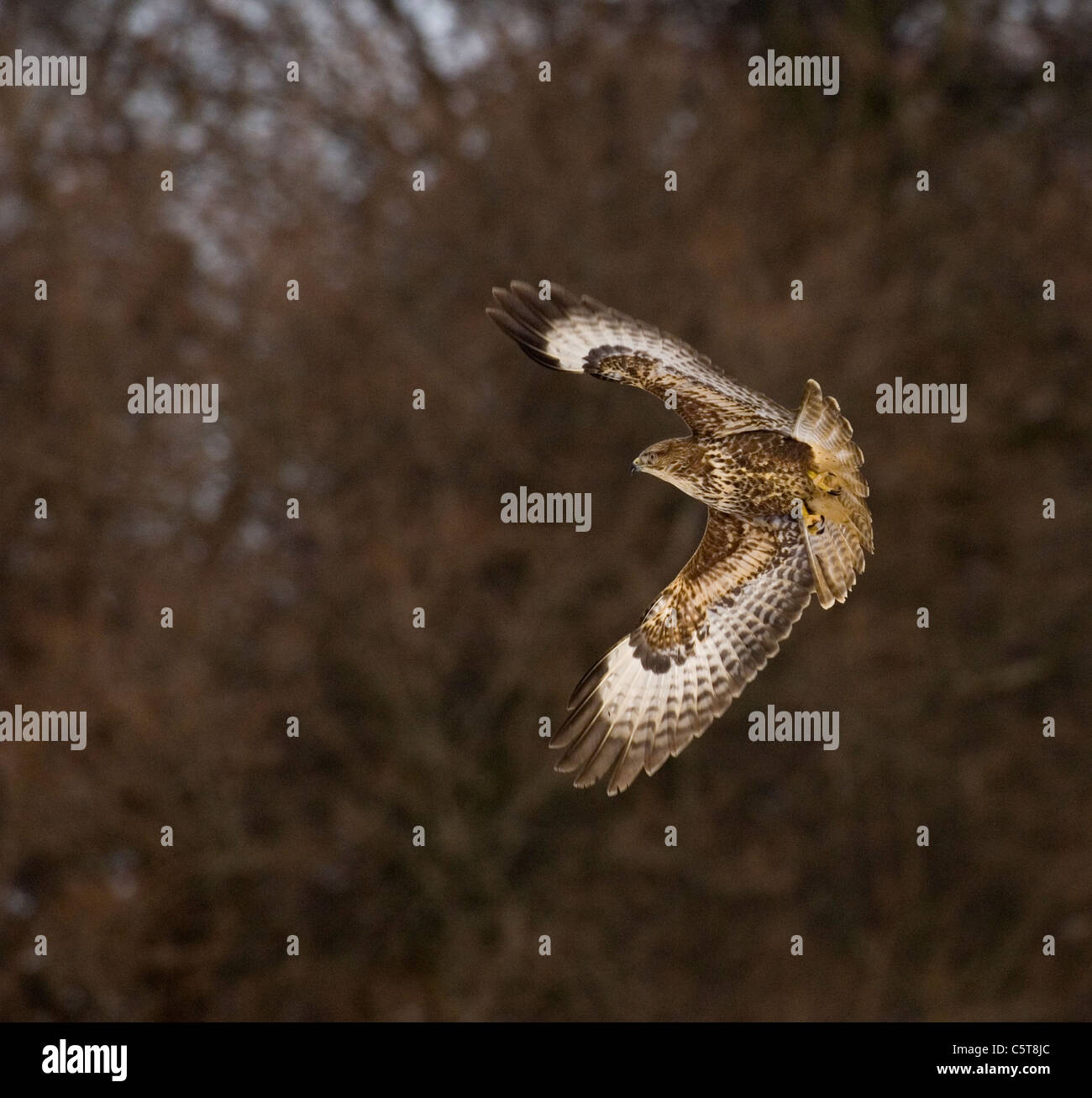 La poiana Buteo buteo un adulto, illuminata dalla luce riflessa dalla neve giacente a terra si trasforma in mid-aria. Mid Wales, Regno Unito Foto Stock