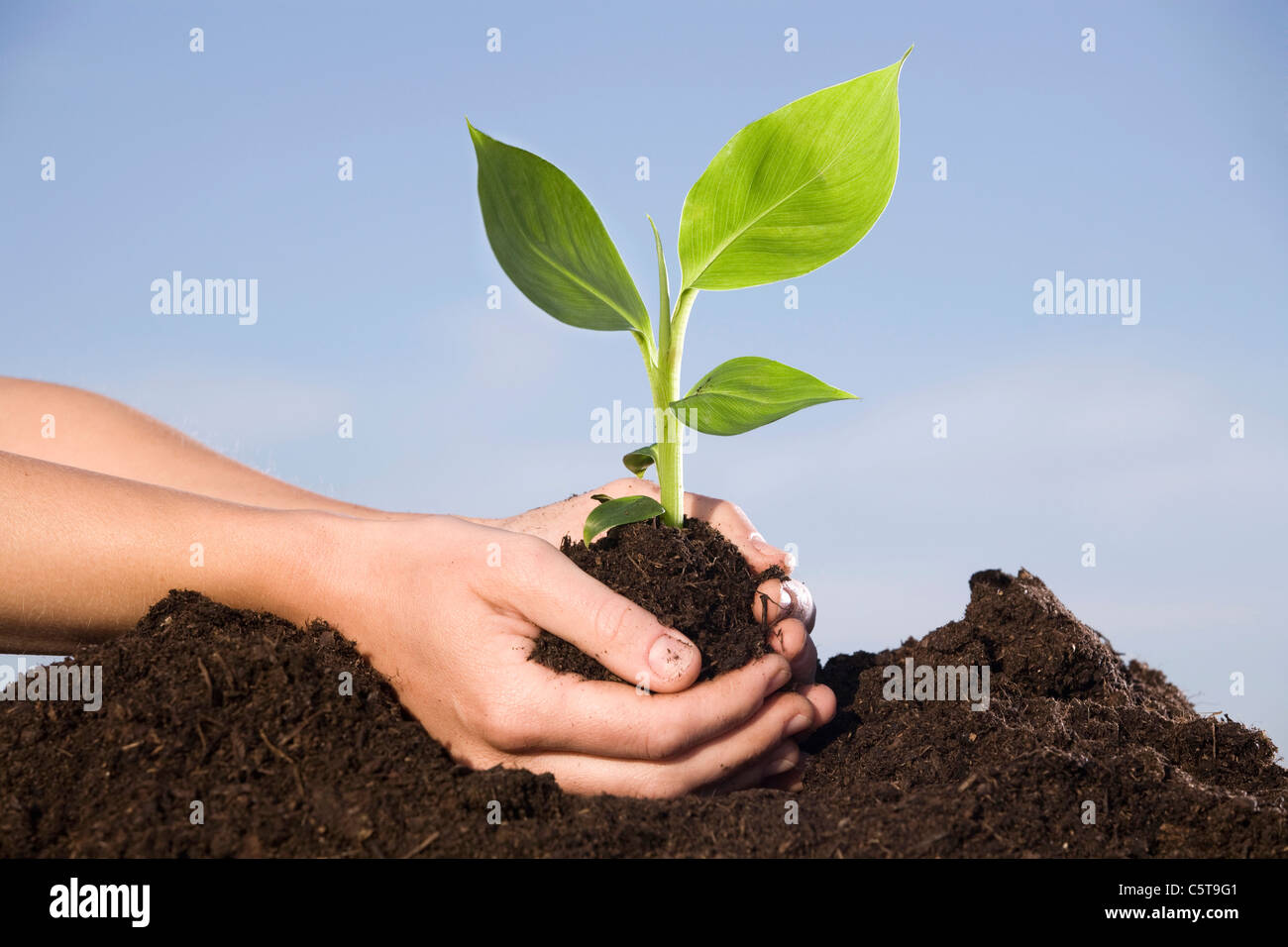 Persona di piantare piante di banana nel suolo, close-up Foto Stock