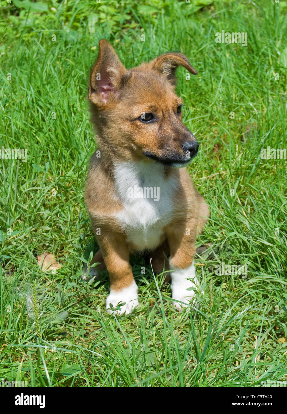 Piccolo cane in un prato verde Foto Stock