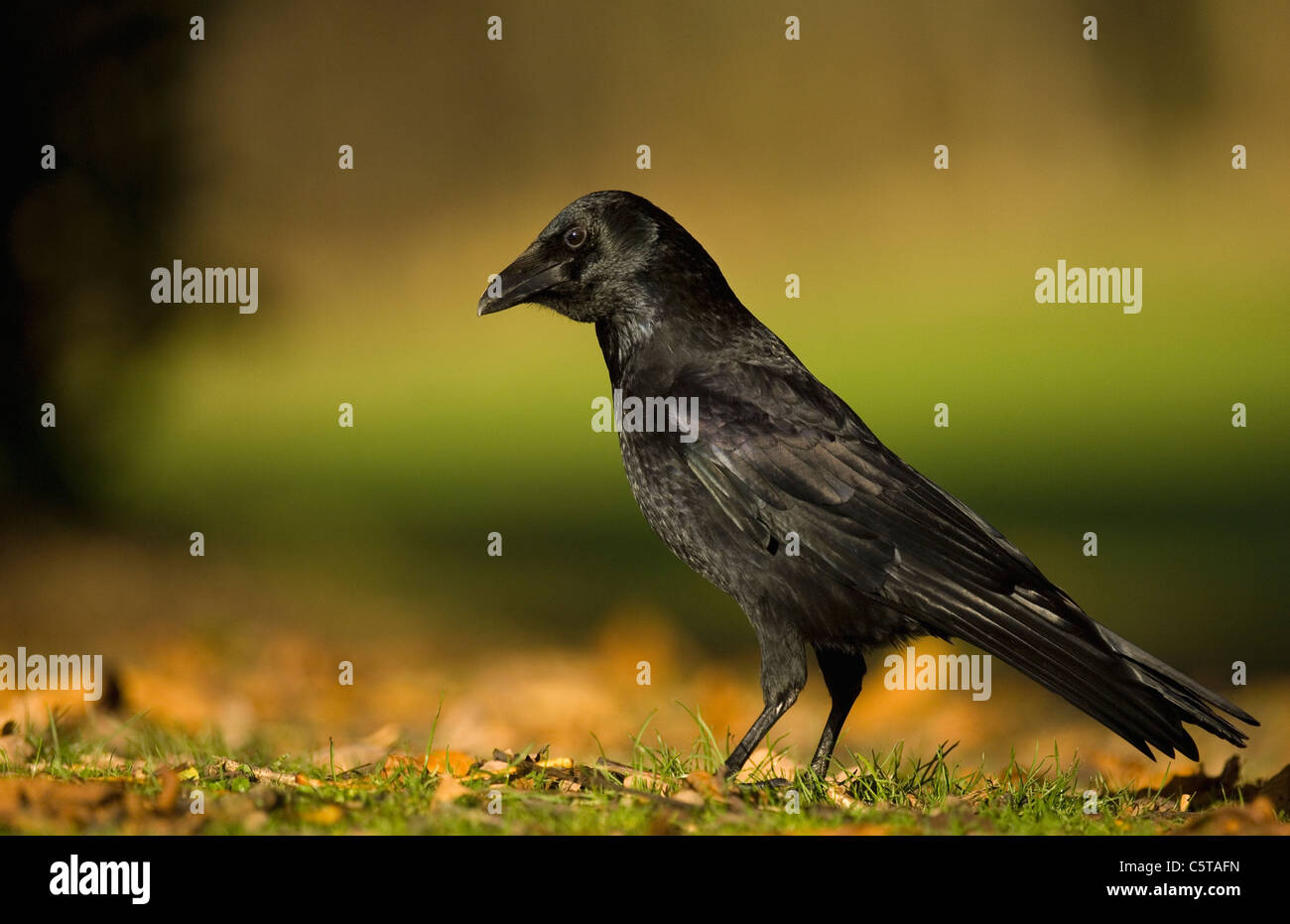 CARRION CROW Corvus corone corone un adulto visto di profilo tra foglie autunnali. Derbyshire, Regno Unito Foto Stock