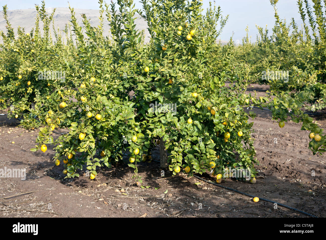 Giovani alberi di limone Foto Stock