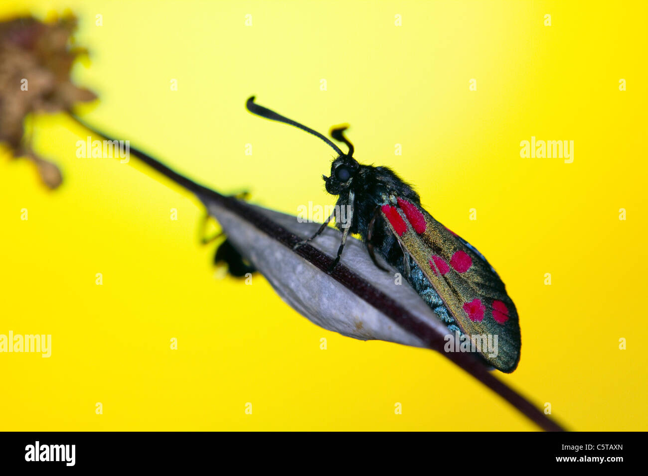 Sei Spot Burnett Moth; Zygaena filipendulae stephensi; al tramonto Foto Stock
