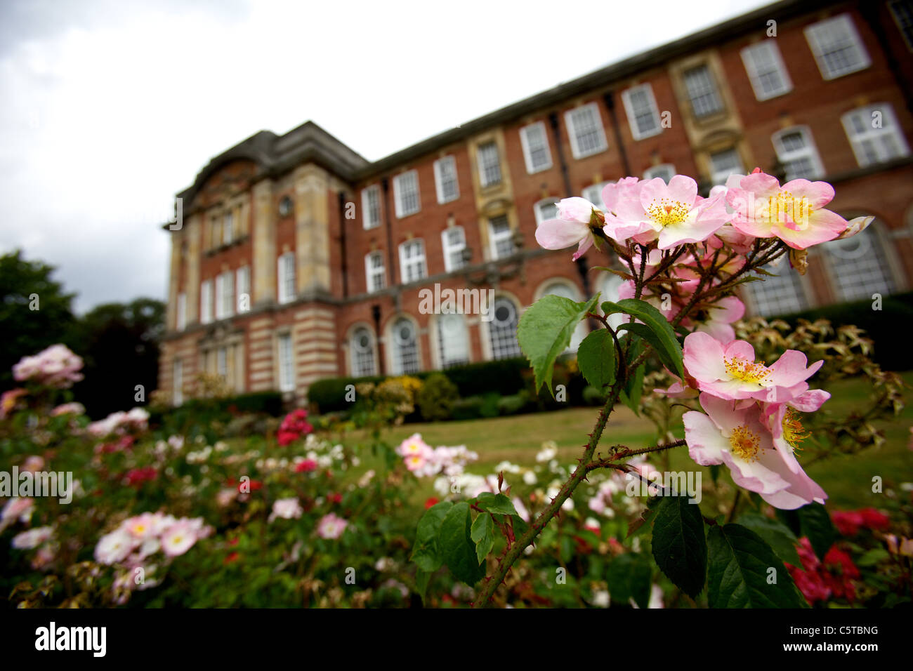 La rosa canina arbusto al di fuori di Leeds Metropolitan University, agosto 2011, Carnegie campus, Headingley Foto Stock