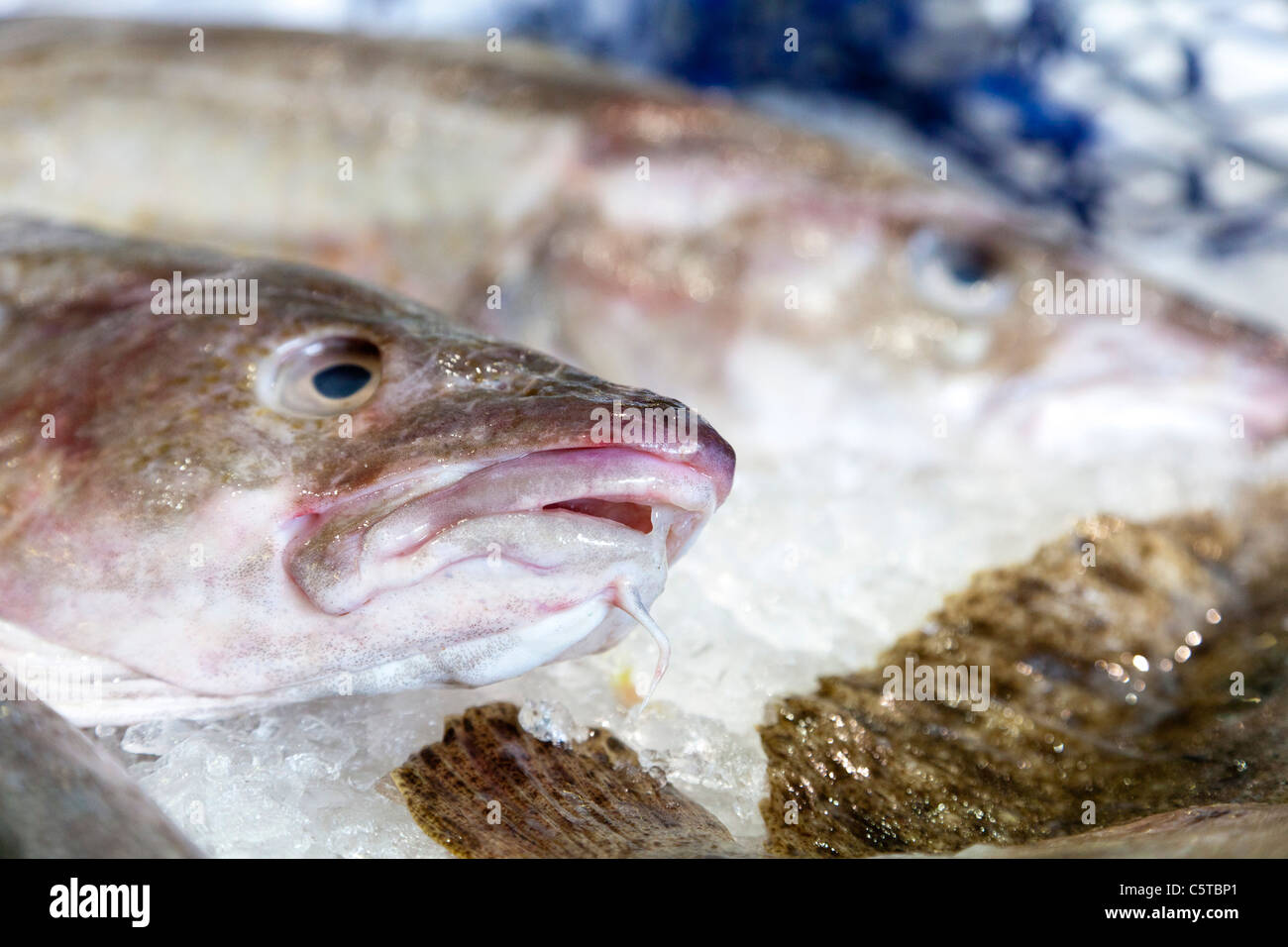 Il pesce in vendita in un pescivendoli Cornwall Inghilterra REGNO UNITO Foto Stock