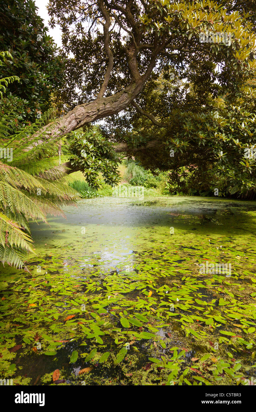 Lago di Lost Gardens of Heligan Cornwall Regno Unito Foto Stock