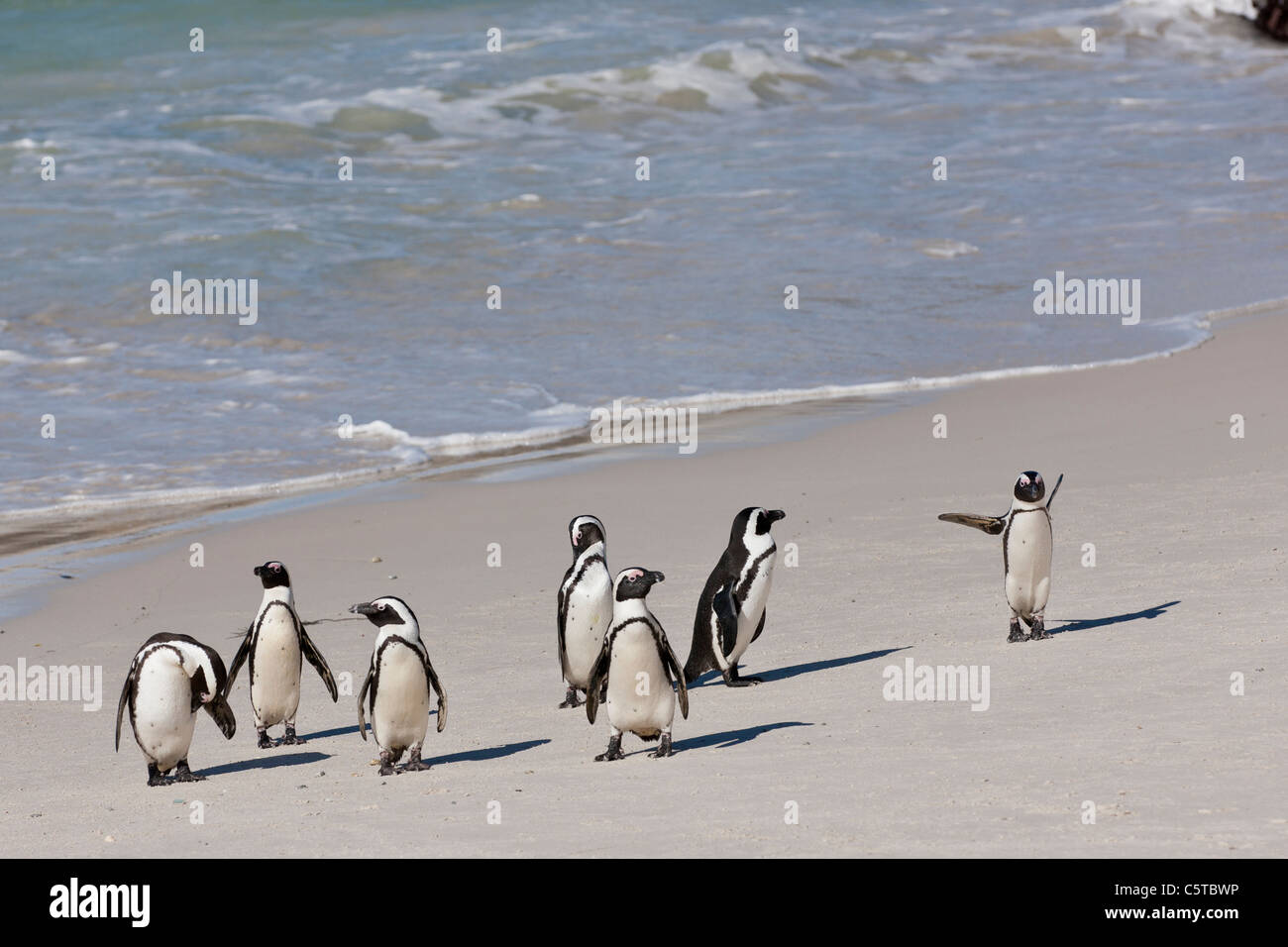 I Penguins africani (Spheniscus demersus) al massi colony a Cape Town, Sud Africa. Foto Stock