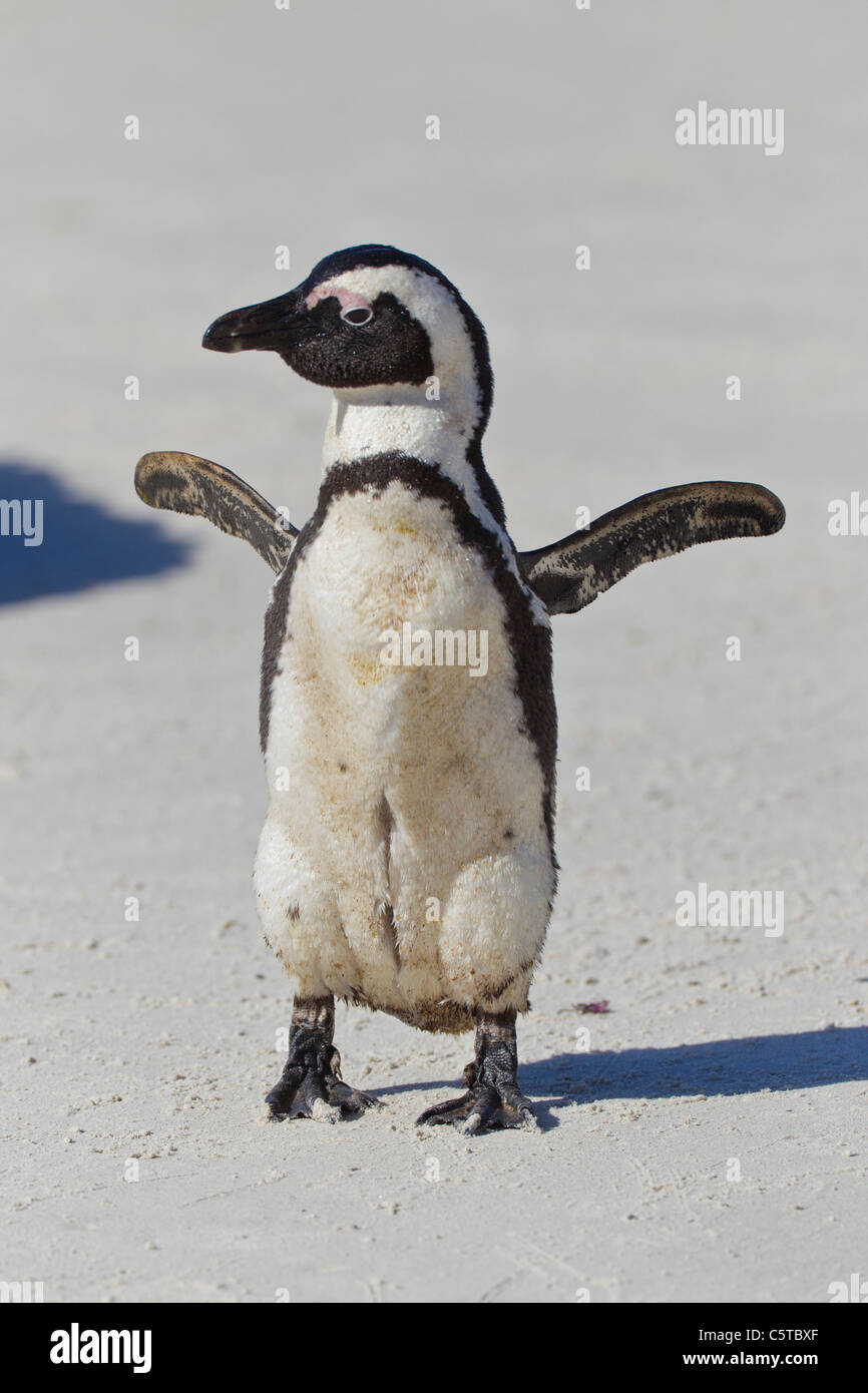 Pinguino africano (Spheniscus demersus) al massi colony a Cape Town, Sud Africa. Foto Stock