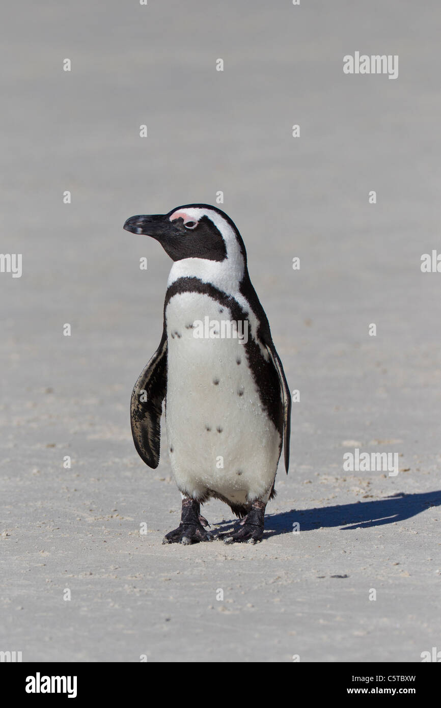 Pinguino africano (Spheniscus demersus) al massi colony a Cape Town, Sud Africa. Foto Stock