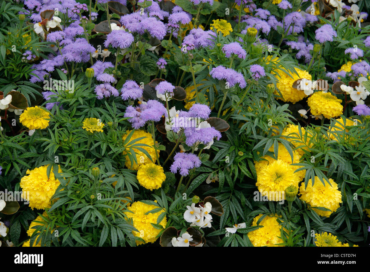 Ageratum ("alta marea Blue' da Baumaux), ageratum sp. Rose d'Inde (Tagetes Erecta) Foto Stock