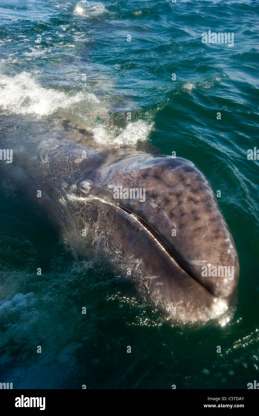 Baby balena avvicinando barca Foto Stock