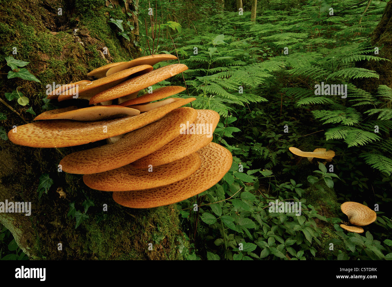 DRYAD sella del Polyporus squamosus eccezionale esempio di questo polypore funghi che crescono in un bosco di latifoglie. Derbyshire, Regno Unito Foto Stock