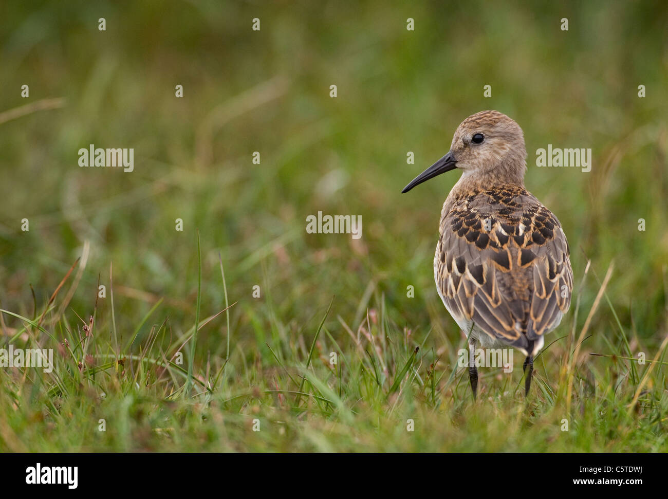 DUNLIN Calidris alpina un adulto in profilo su aprire la brughiera. Le isole Shetland, Scotland, Regno Unito Foto Stock