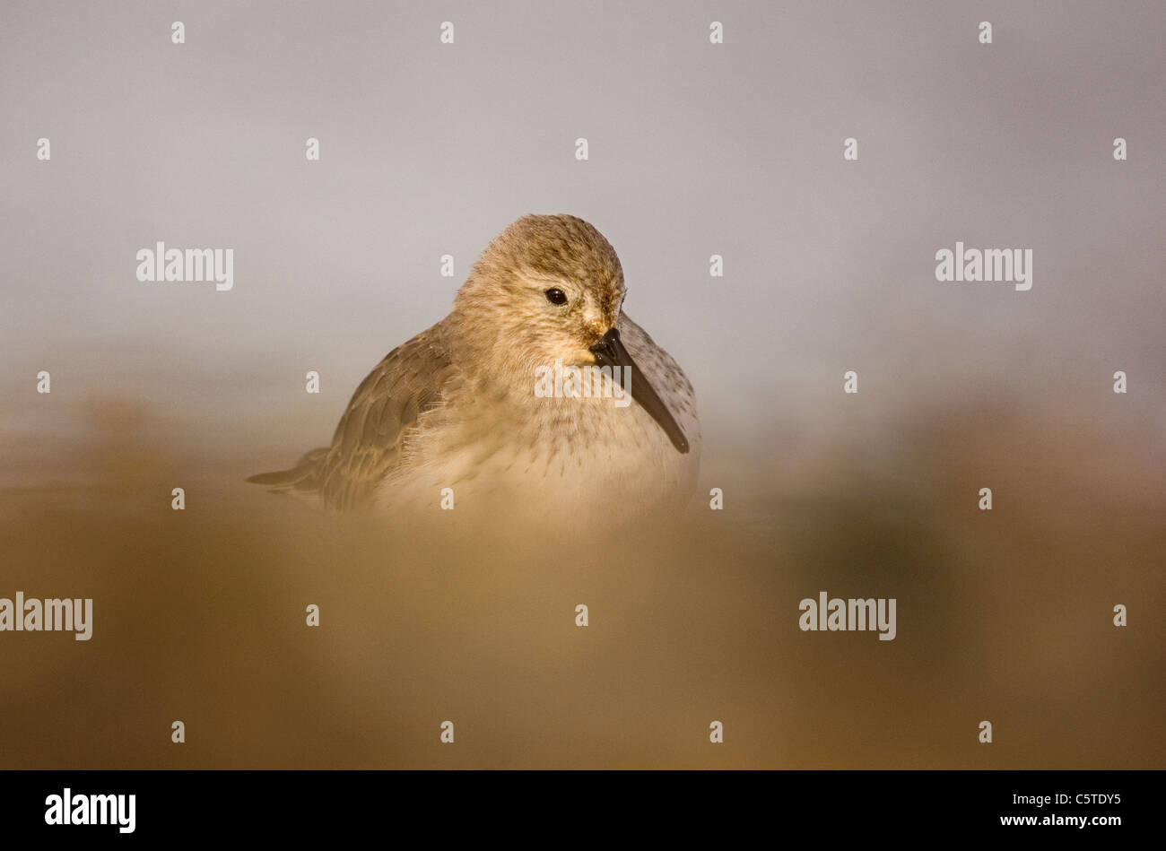 DUNLIN Calidris alpina un adulto appollaiato sulle frange un poco profonda laguna costiera. Norfolk, Regno Unito Foto Stock