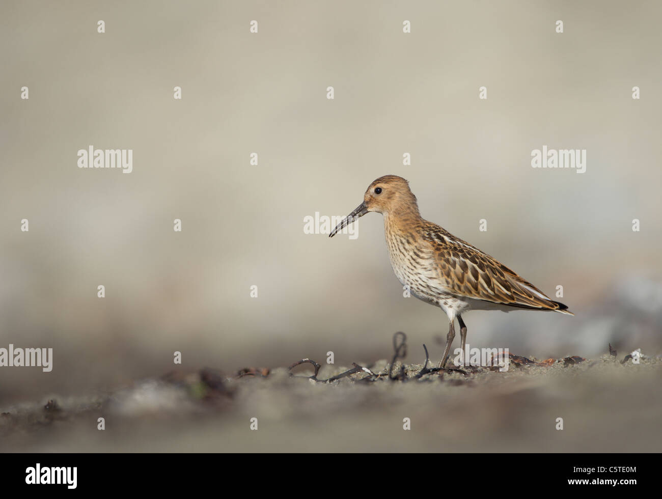 Dunlin Calidris alpina un adulto rovistando su una spiaggia di sera la luce del sole. Settembre. Le isole Shetland, Regno Unito Foto Stock