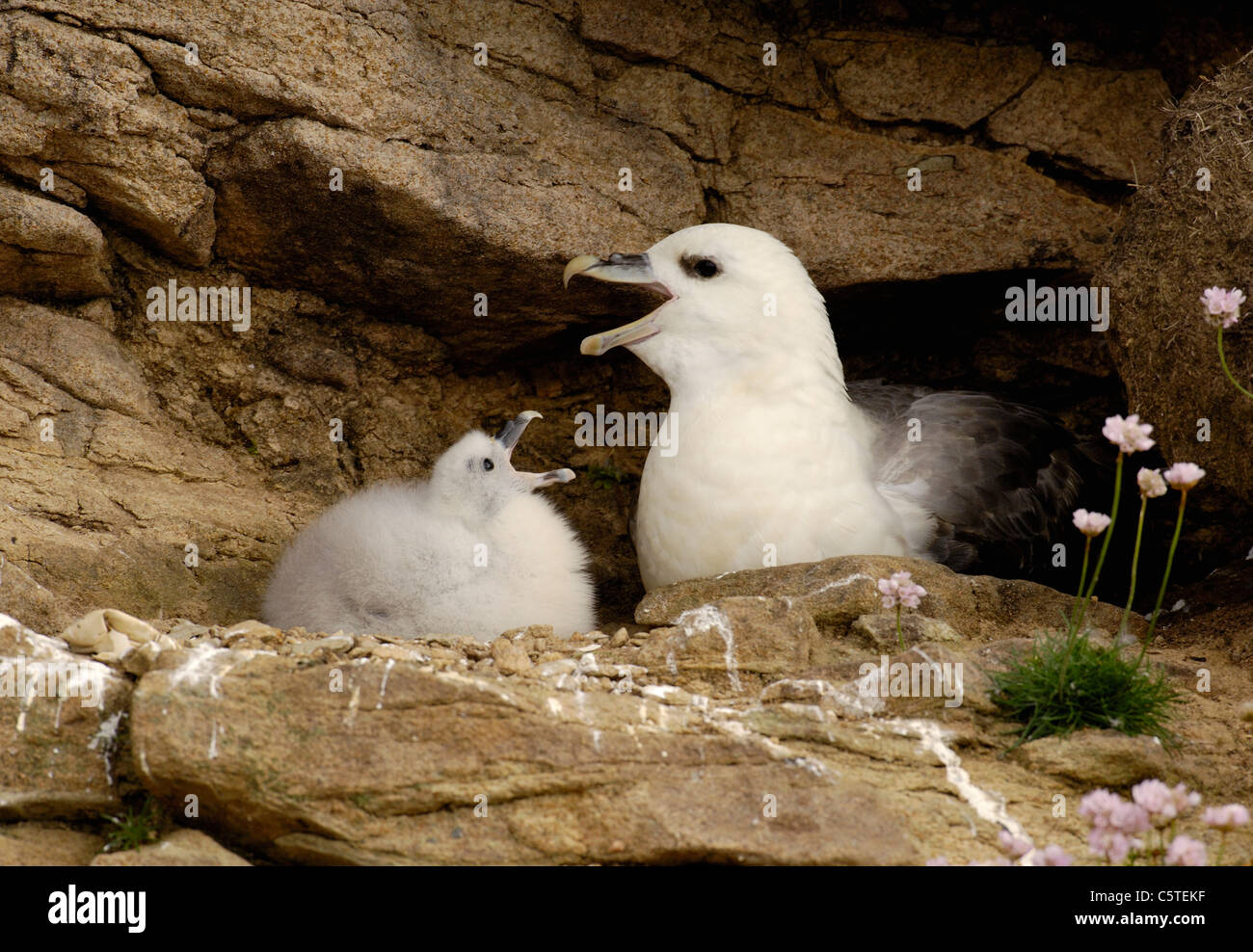 FULMAR Fulmarus glacialis un pulcino imita i suoi genitori cackling display. Luglio. Le Isole Shetland,UK Foto Stock