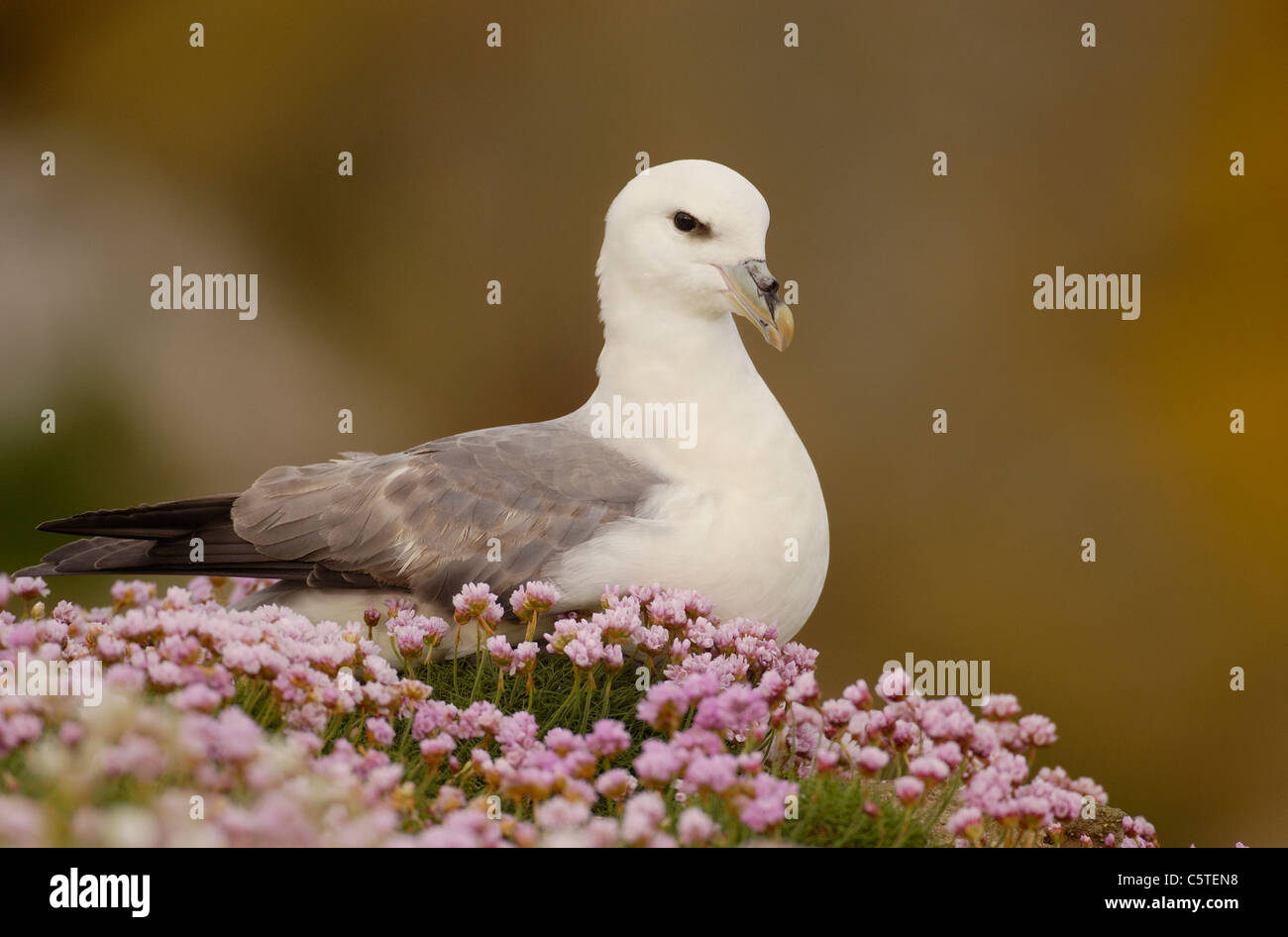 FULMAR Fulmarus glacialis ritratto di profilo di un adulto tra rosa parsimonia costiere. Isole Saltee, Repubblica di Irlanda Foto Stock