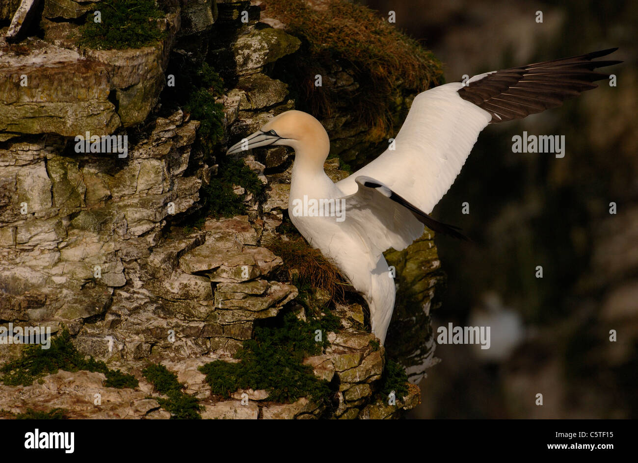 NORTHERN GANNET Morus bassanus un adulto di atterraggio su le cime della scogliera. Maggio. Bempton Cliffs RSPB Riserva, East Yorkshire, Regno Unito Foto Stock