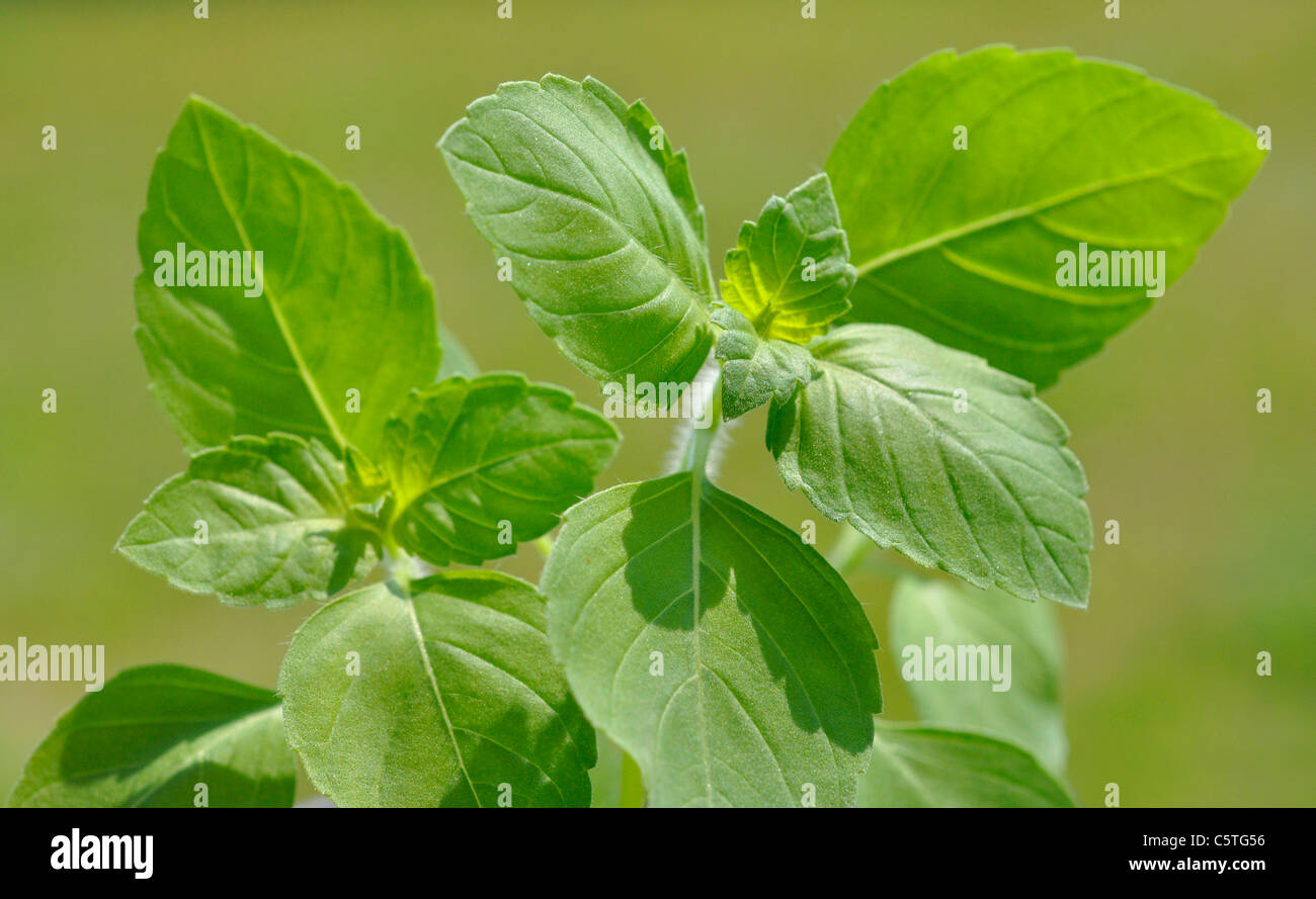 Vasi di erba di basilico Foto Stock