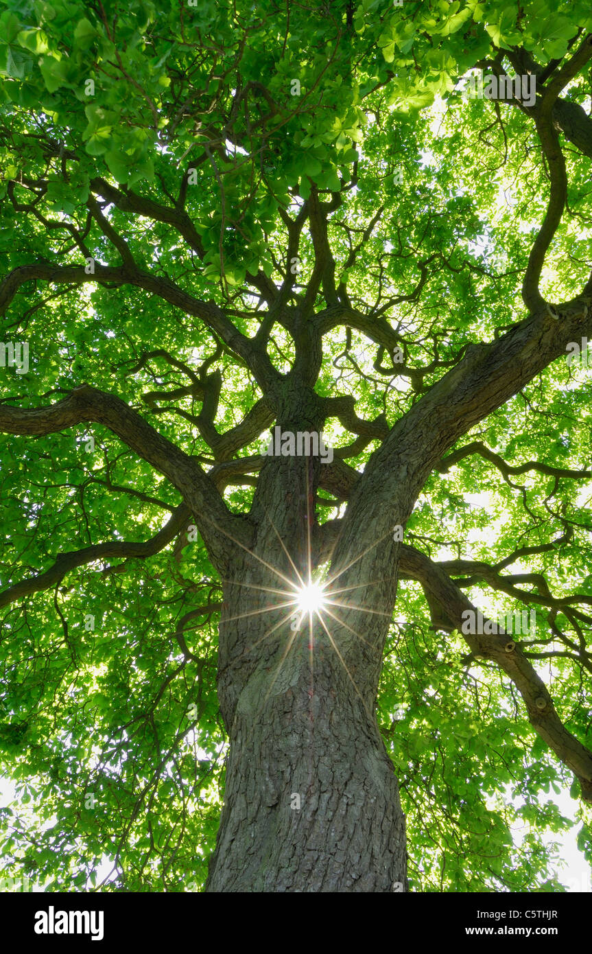 Germania, Meclemburgo-Pomerania, Castagno (Aesculus hippocastanum) con Sun e raggi solari a basso angolo di visione Foto Stock