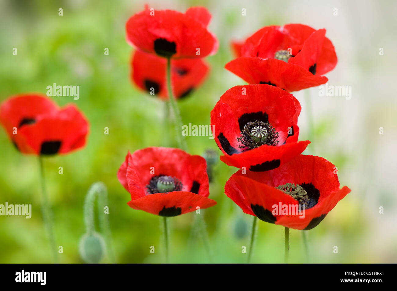 Ladybird poppy - Papaver commutatum papaveri Foto Stock