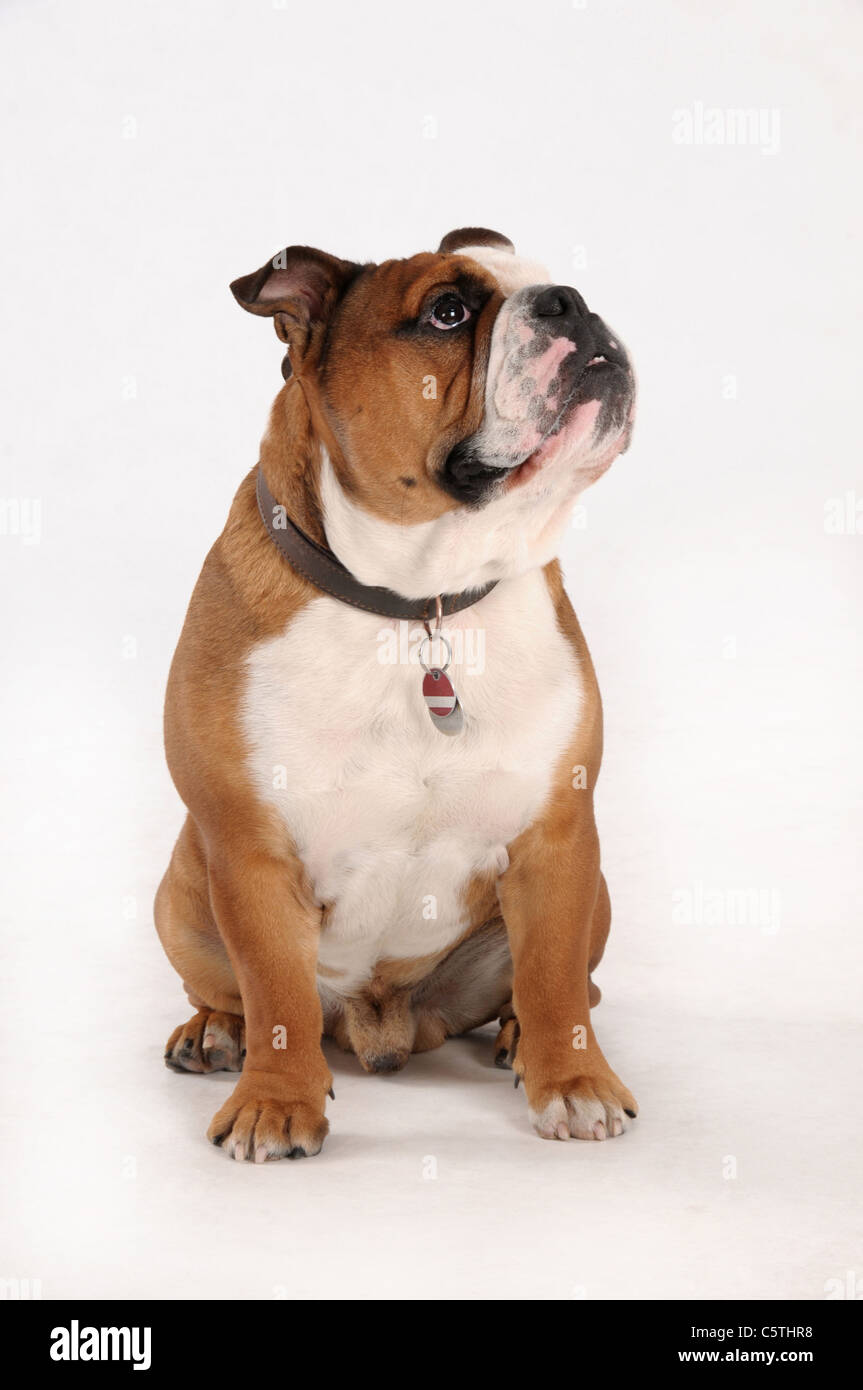 Bulldog inglese seduto contro uno sfondo bianco Foto Stock
