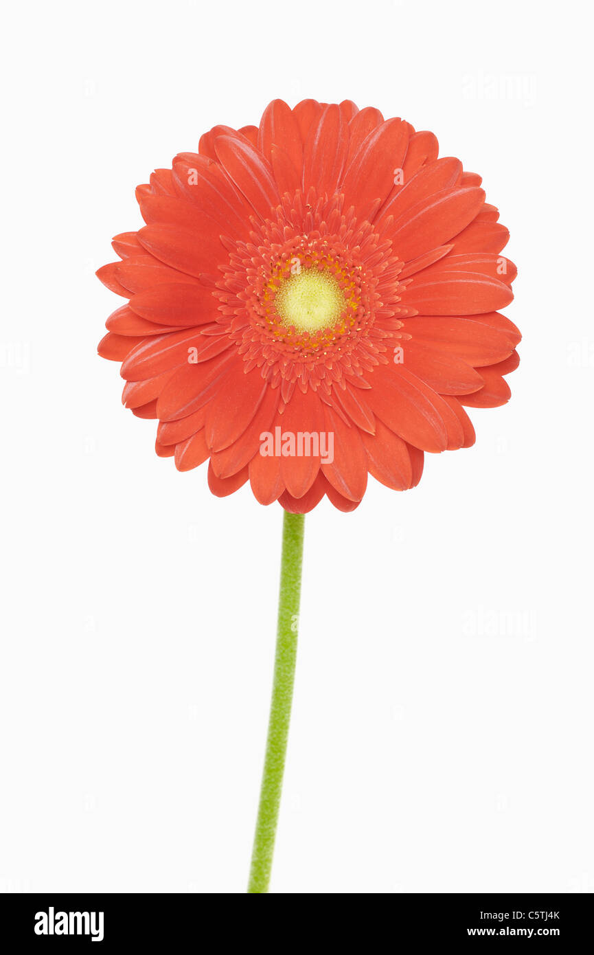 Gerbera blossom, close-up Foto Stock