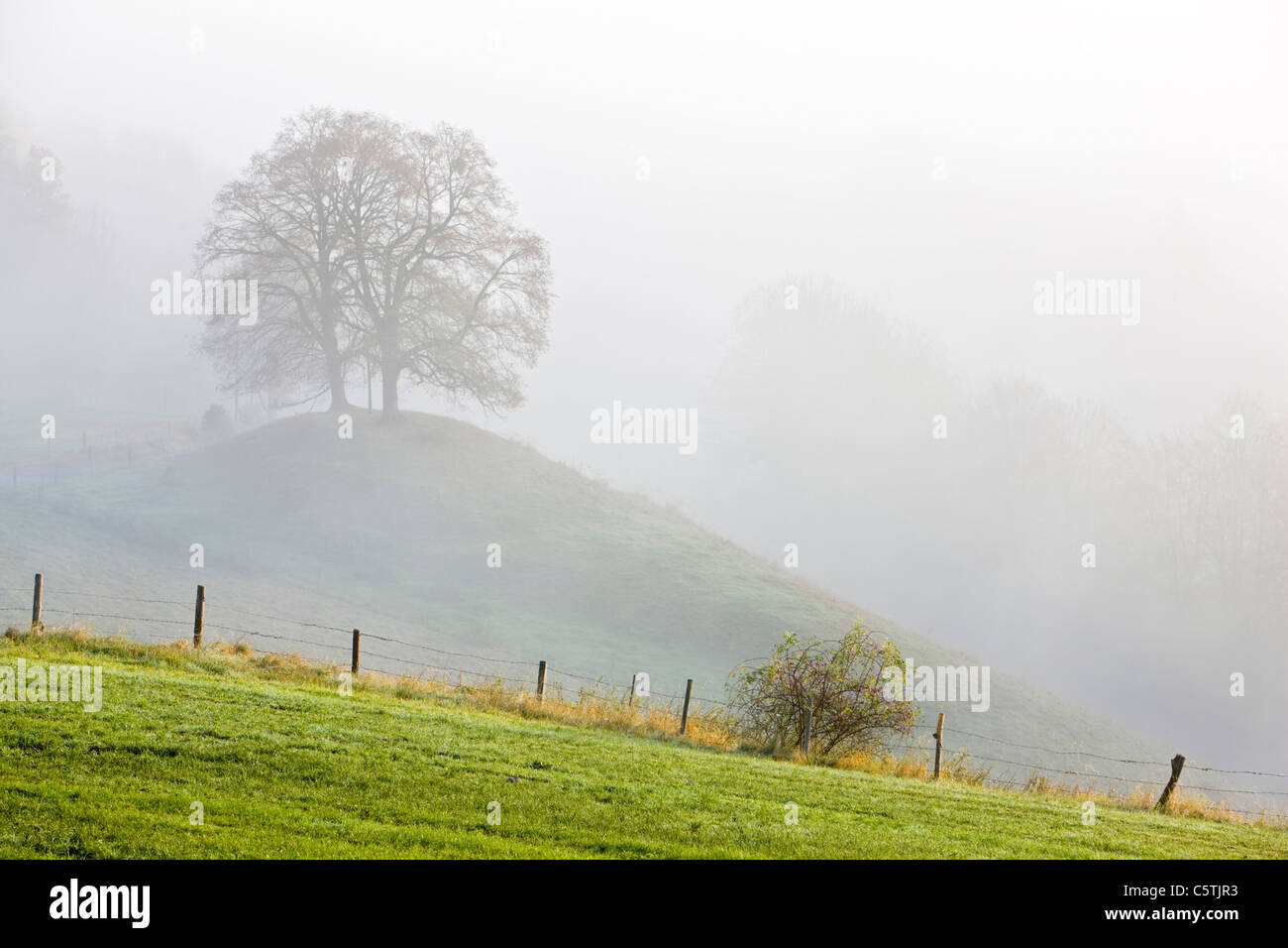 In Germania, in Baviera, terra di pascolo con la nebbia Foto Stock In Germania, in Baviera, terra di pascolo con la nebbia Foto Stock