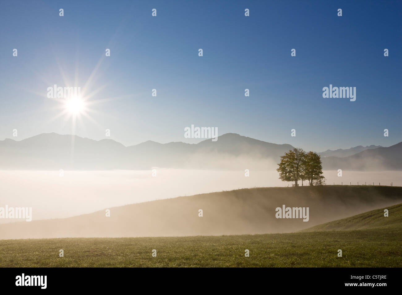 In Germania, in Baviera, Campi, nebbia, luce posteriore, le Alpi in background Foto Stock