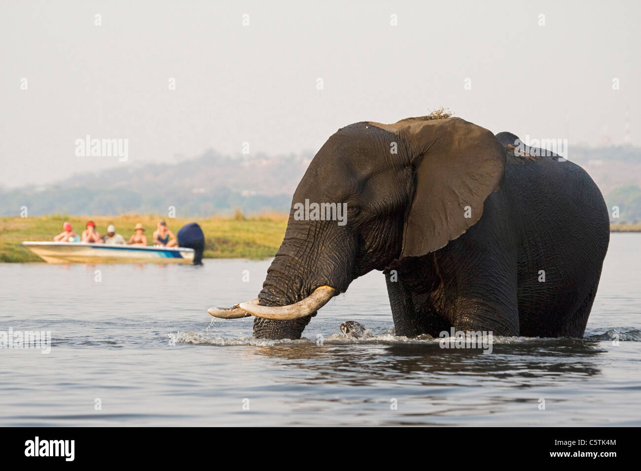 Africa, Botswana, Turisti Visualizzazione di elefante africano (Loxodonta africana) da barca Foto Stock