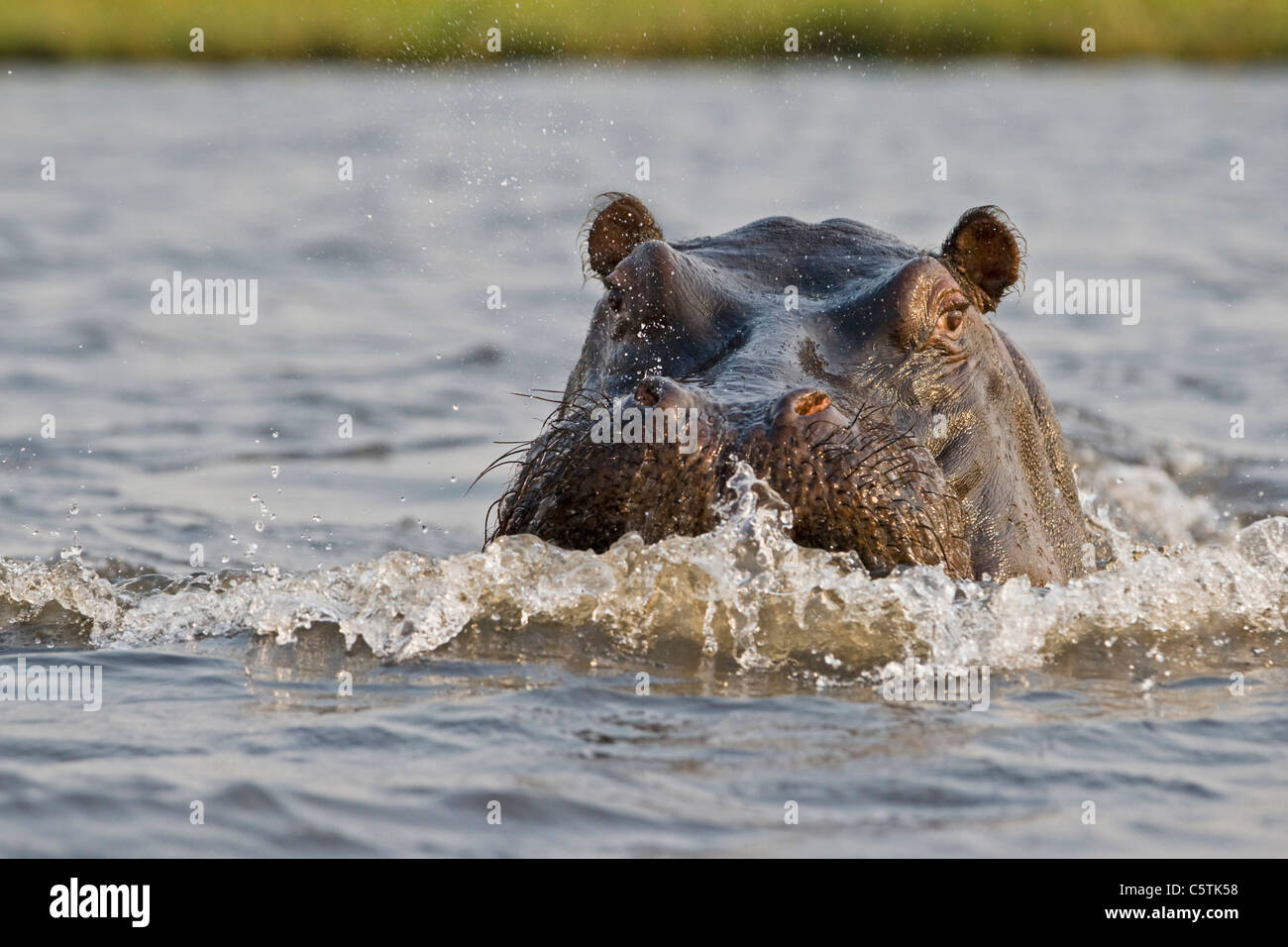 Africa, Botswana, Hippopotamus (Hippopotamus amphibius) in acqua Foto Stock