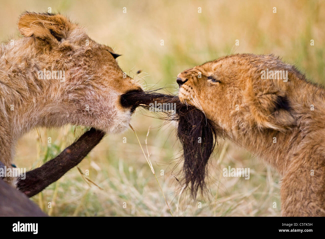 Africa, Botswana, due cuccioli di leone (Panthera leo) giocando Foto Stock