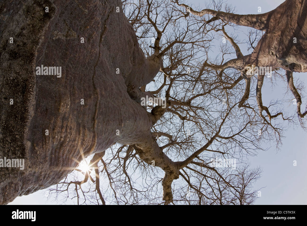 Africa, Botswana, giovani Baobab, basso angolo di visione Foto Stock