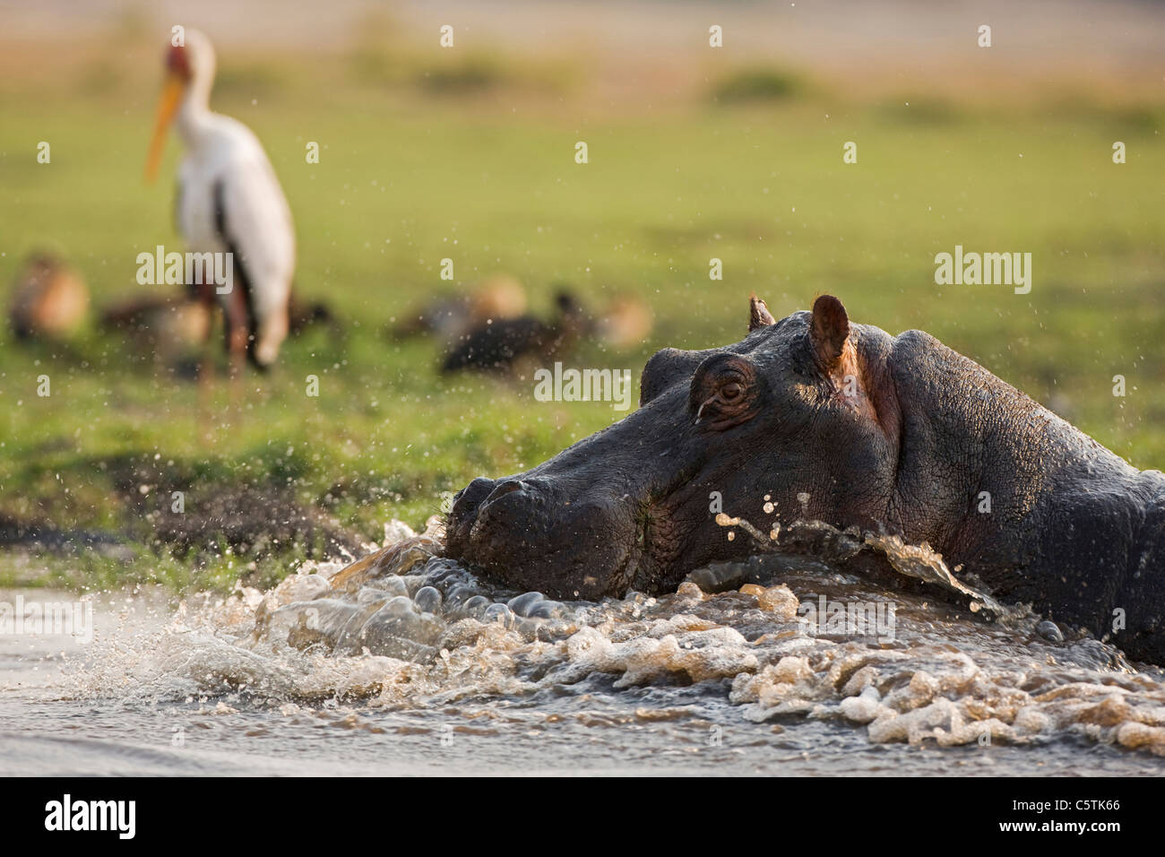 Africa, Botswana, Hippopotamus (Hippopotamus amphibius) in acqua Foto Stock