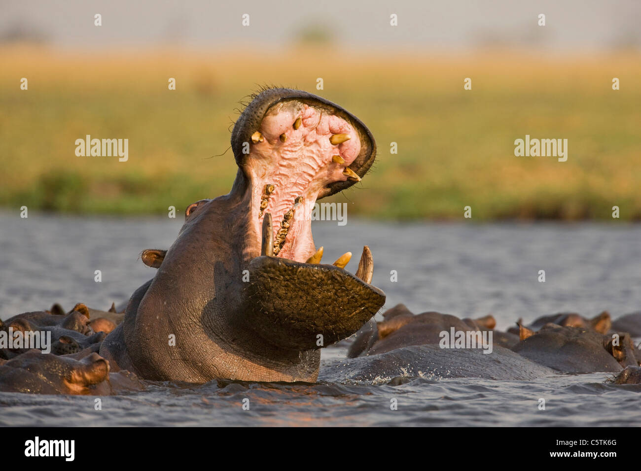 Africa, Botswana, sbadigli Ippona (Hippopotamus amphibius) Foto Stock