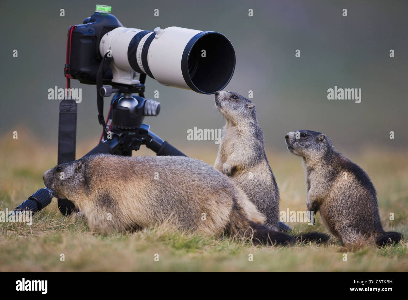 Austria, Alpine marmotta (Marmota marmota) accanto alla fotocamera Foto Stock