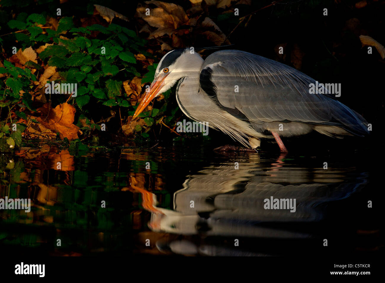 Airone cenerino Ardea cinerea un adulto la pesca nel fiume Lea in Hackney, Londra. Novembre. Fiume Lea, London, Regno Unito Foto Stock