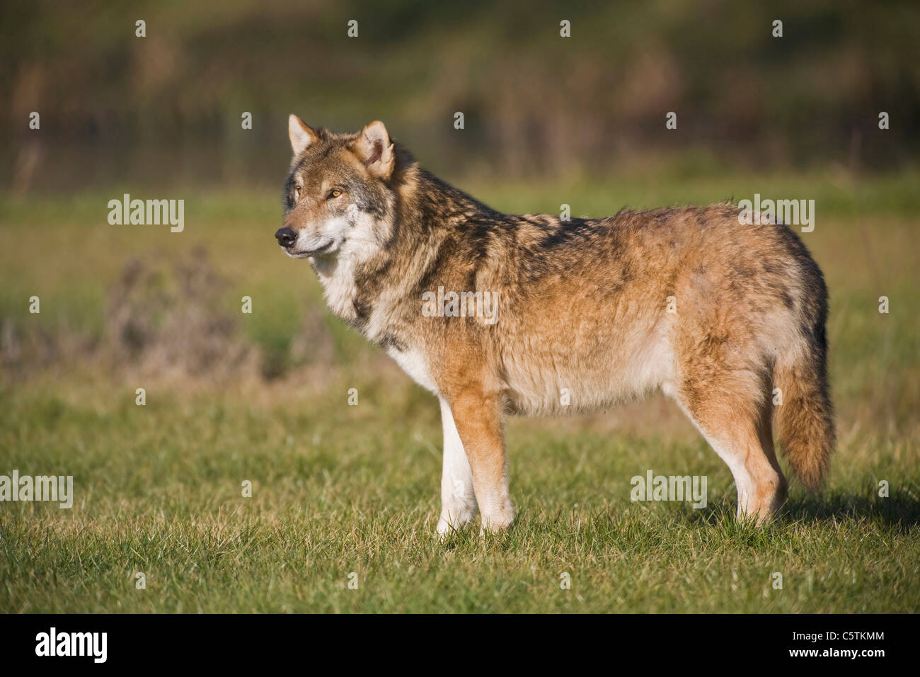 Unione lupo (Canis lupus), vista laterale Foto Stock