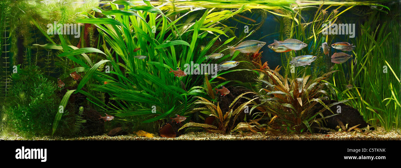 Pianta d'acquario immagini e fotografie stock ad alta risoluzione - Alamy