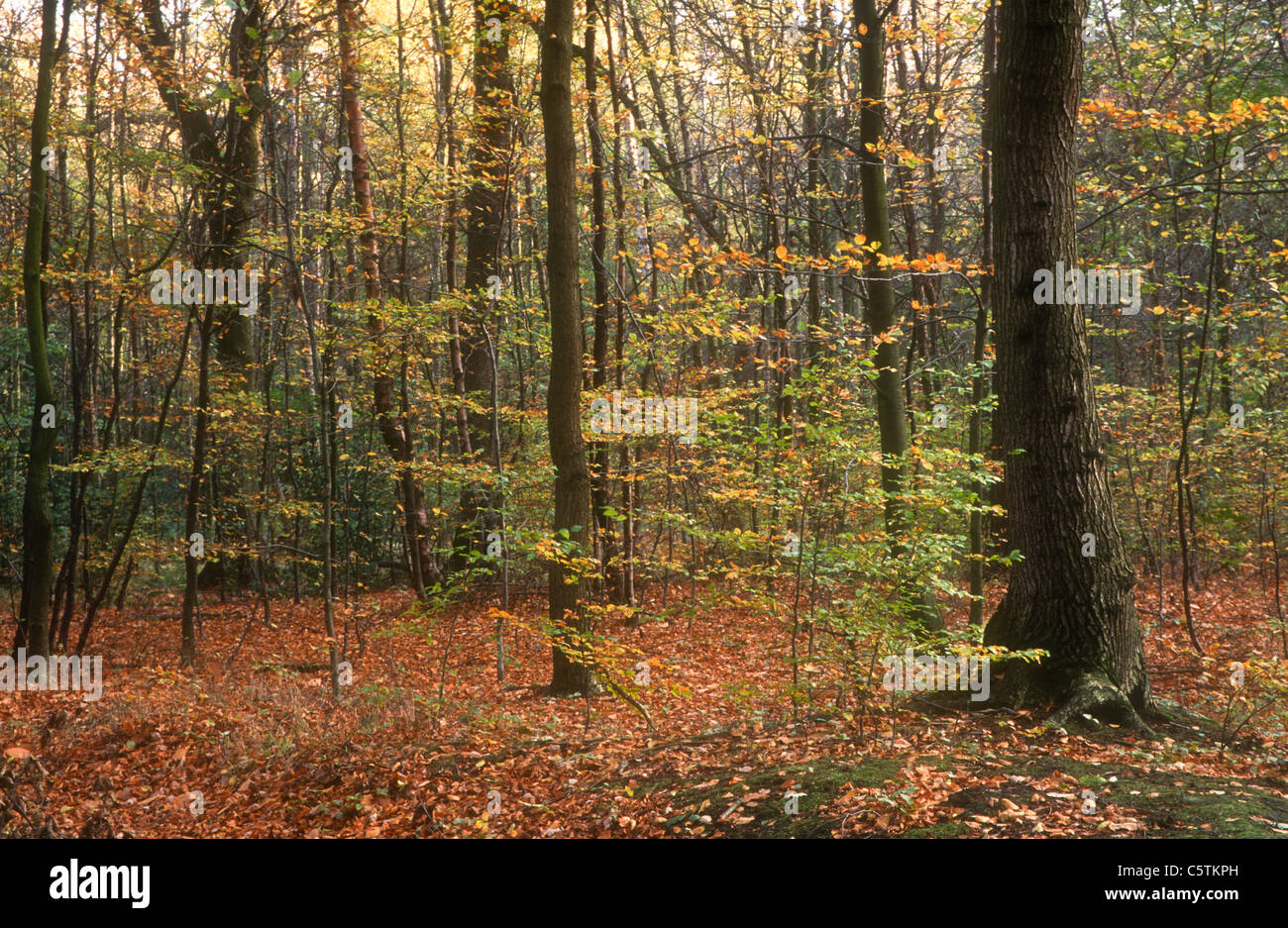 Bosco misto in autunno, Sheffield, Yorkshire Foto Stock
