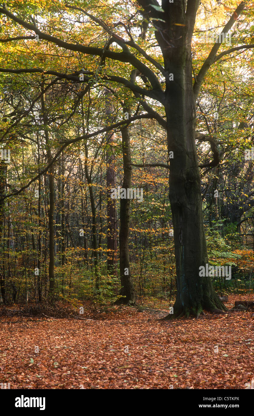 Bosco misto in autunno, Sheffield, Yorkshire Foto Stock